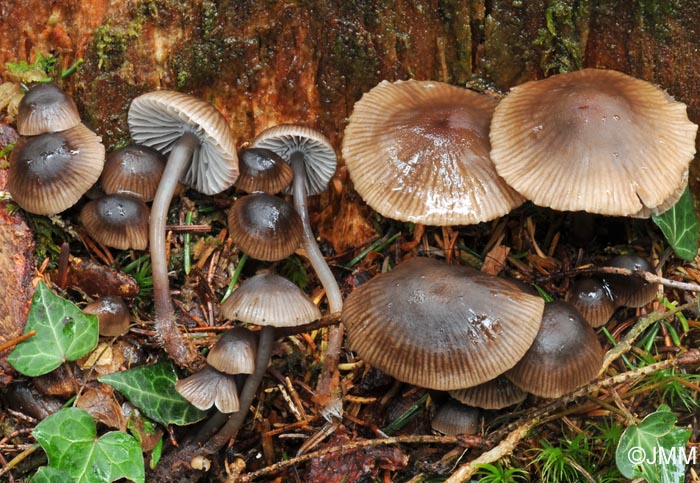 Mycena Hemisphaerica